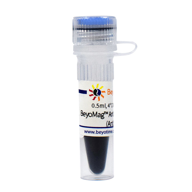 BeyoMag Anti-GFP Magnetic Beads (Anti-GFP磁珠)